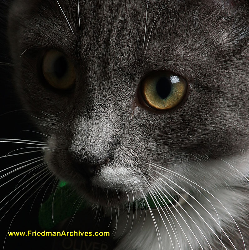 cat,black,kitten,sitting,portrait,studio,attention,mean,close-up,macro,